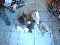 bouledogue fran�ais