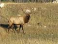 videos de Bull Elk in Jasper, AB