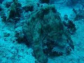 Reef Octopus Turks and Caicos