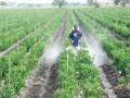 Lethal Pesticide Lethal Pesticide