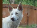Alaskan Husky - Jack aka The Window Licker