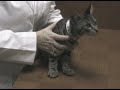Administering Subcutaneous Fluids Administering Subcutaneous Fluids