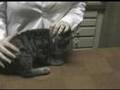 Administering Subcutaneous Fluids