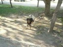 Perros Apareandose!