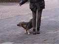 Circles backing up (canine freestyle)