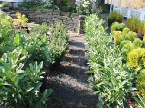 how to replant a evergreen tree