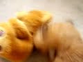 perro chow chow ataca oso