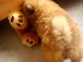 perro chow chow ataca oso