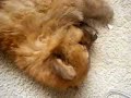 perro chow chow ataca oso