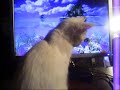 Kitten Watching Fish