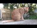 【朝の猫と鳥のさえずりと神様トンボと】 夏の朝日の木漏れ日に包まれて And dragonfly and chirping of birds and cats とりのなん子
