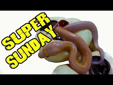 YouTube reptile video