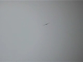 Red Kite, Rode Wouw Red Kite, Rode Wouw