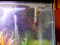 My new Figure 8 puffer and Escalator at feeding time.