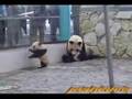 videos de Panda Twin on their mother 双子の子ぱんだ　愛浜　明浜