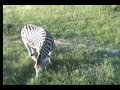 Zebra and Baboons 3.4.07 5.09pm Zebra and Baboons 3.4.07 5.09pm