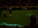 Crufts 2008 - English Setter  BOB