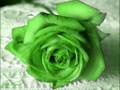 videos de KANİ KÜRKLÜ