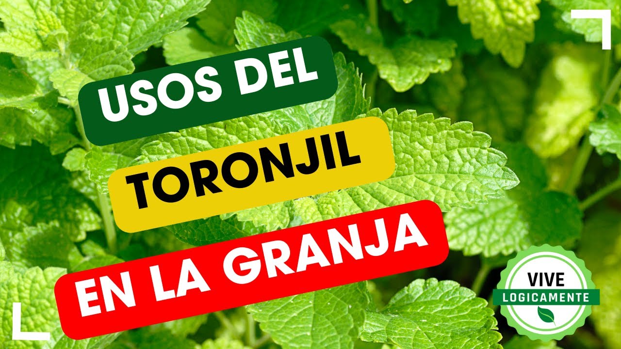 Para que nos sirve el Toronjil #vivelogicamente