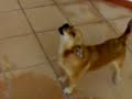 cane canterino