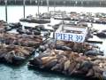 Pier 39 and the sea lions
