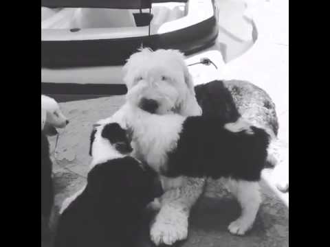 OES Puppies playing with Auntie
