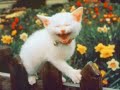 Farting Lol Cat Farting Lol Cat