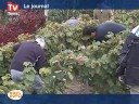videos de Les venganges associatives de Lariche.