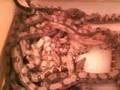 Boa-breed