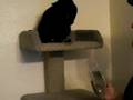 kitty getting high