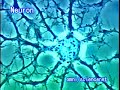 ????? MEDICAL?Neuron?????? ????? MEDICAL?Neuron??????