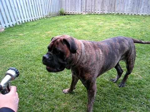 bullmastiff