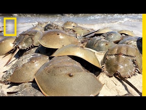 how to harvest horseshoe crab blood