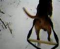 APBT sled-pull-2