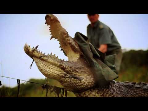 nile crocodile