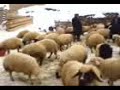 dengbej,kürtçe,kurmanci dengbej,kürtçe,kurmanci