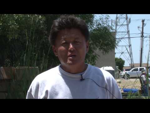 how to grow koi fish