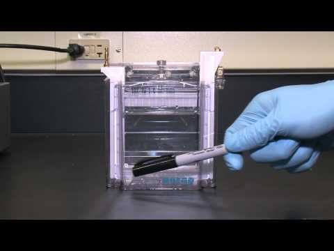 how to isolate protein from cells