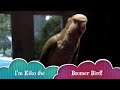 Boomer Babe Bird