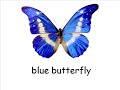 The Color Blue The Color Blue