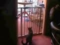 O pulo do gato