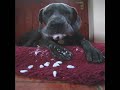 Blue Great Dane - FOAMING AT THE MOUTH!