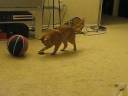 Max plays with mouse Max plays with mouse