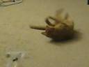 Max plays with mouse