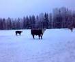 hungry cows from hankasalmi