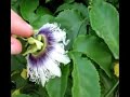 hand polinating passionfruit flower hand polinating passionfruit flower
