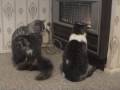 Rumble bites Flea