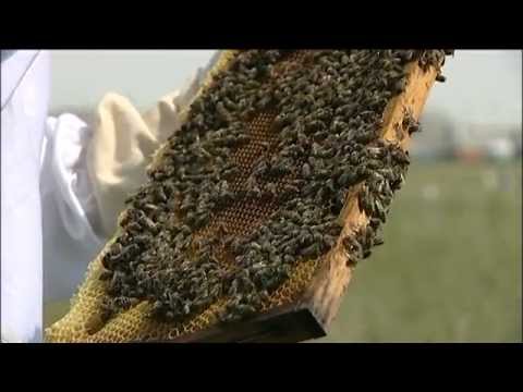 Special: Bienen am Flughafen