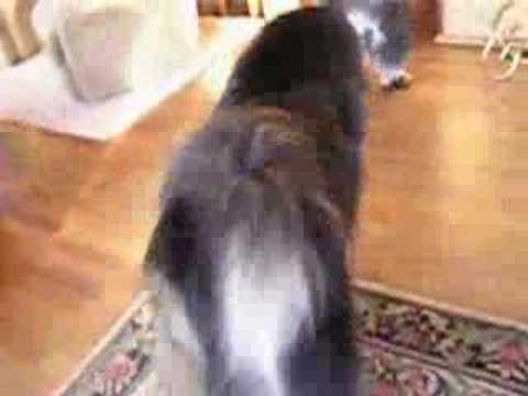 tibet mastiff