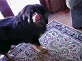 Homecoming to Tibetan Mastiffs